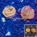 LiveAquaria® Two Pack Cultured Leptoseris Coral (click for more detail)