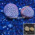 LiveAquaria® Two Pack Cultured Cyphastrea Frag (click for more detail)