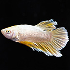 24K Gold Betta, Male (click for more detail)