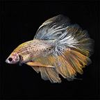 Multicolor Halfmoon Rosetail Betta, Male (click for more detail)