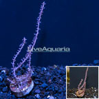 Aussie Deepwater Sea Fan EXPERT ONLY (click for more detail)