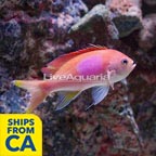 Squareback Anthias (click for more detail)