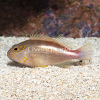 Arc-eye Hawkfish  (click for more detail)