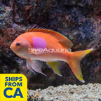 Squareback Anthias (click for more detail)