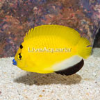 Flagfin Angelfish [Blemish] (click for more detail)