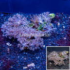 Xenia Coral Indonesia (click for more detail)