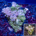 Xenia Coral Indonesia (click for more detail)