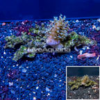 Devil's Hand Leather Coral Vietnam (click for more detail)