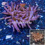 Tree Coral Indonesia (click for more detail)