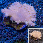 Devil's Hand Leather Coral Indonesia (click for more detail)
