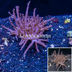 Tree Coral Indonesia (click for more detail)