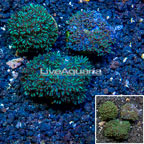 LiveAquaria® Three Pack Cultured Blue Sympodium Coral (click for more detail)