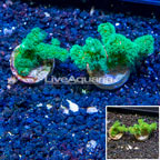 LiveAquaria® Two Pack Cultured Pocillopora Coral (click for more detail)
