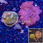LiveAquaria® Two Pack Cultured Montipora Coral (click for more detail)