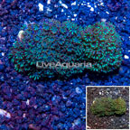 LiveAquaria® Two Pack Cultured Blue Sympodium Coral (click for more detail)