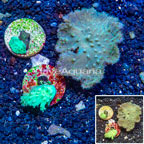 LiveAquaria® Three Pack Cultured Cabbage Leather Coral (click for more detail)