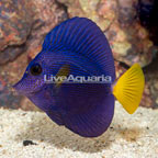 Purple Tang [Blemish] (click for more detail)