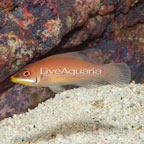 Scarlet Pin Stripe Wrasse (click for more detail)