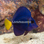 Purple Tang [Blemish] (click for more detail)