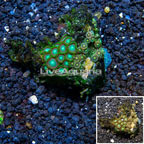 Zoanthus Coral Vietnam (click for more detail)