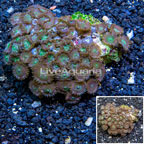 Zoanthus Coral Vietnam (click for more detail)