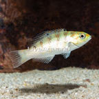 Hardwicke Wrasse  (click for more detail)