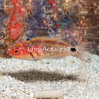 Exquisite Fairy Wrasse  (click for more detail)