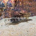 Sleeper Banded Goby (click for more detail)