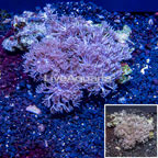Xenia Coral Indonesia (click for more detail)
