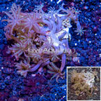 Waving Hand Coral Vietnam (click for more detail)