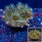 Devil's Hand Leather Coral Indonesia (click for more detail)