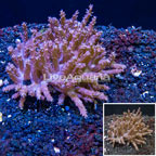 Tree Coral Indonesia (click for more detail)