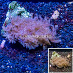 Waving Hand Coral Vietnam (click for more detail)