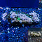 Xenia Coral Indonesia (click for more detail)