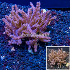 Indonesia Tree Coral (click for more detail)