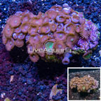 Zoanthus Coral Vietnam (click for more detail)