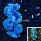 Maxima Clam Blue/Purple (click for more detail)