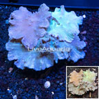 Cabbage Leather Coral Indonesia  (click for more detail)