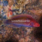 Blue sided Wrasse (click for more detail)