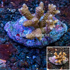 Acropora Coral Indonesia (click for more detail)