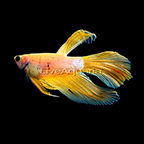 Multicolor Round Tail Betta, Male (click for more detail)