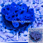 Blue Sponge EXPERT ONLY (click for more detail)