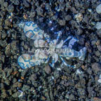 Harlequin Shrimp, Male (click for more detail)
