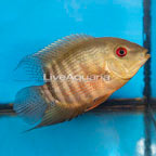 Tiger Severum Cichlid (click for more detail)