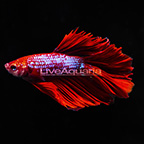 Red Silver Halfmoon Betta, Male (click for more detail)