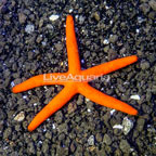 Orange Sea Star (click for more detail)