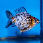 Calico Ryukin Goldfish (click for more detail)