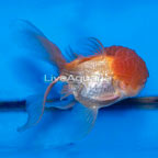 Oranda Goldfish (click for more detail)
