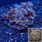 LiveAquaria® Cultured Hammer Coral (click for more detail)