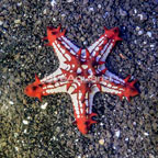 Red Knob Sea Star (click for more detail)
